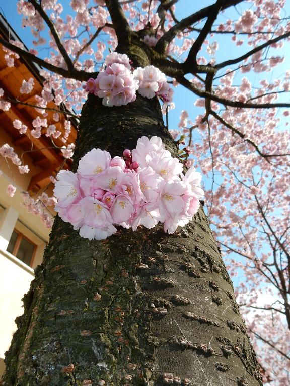Villa Primula 벨라지오 외부 사진